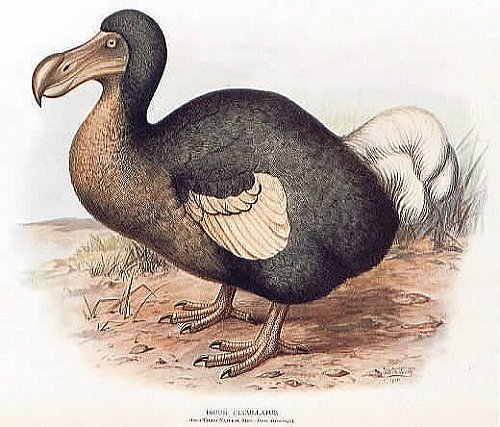 ile Maurice dodo