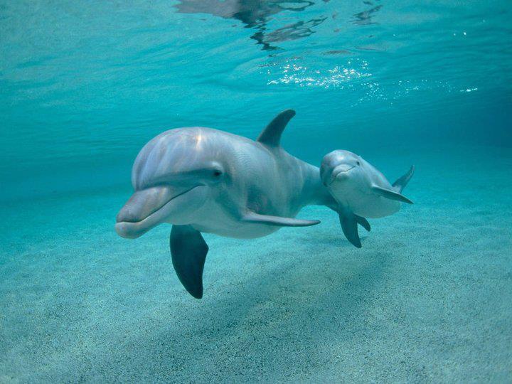 dolphins in mauritius