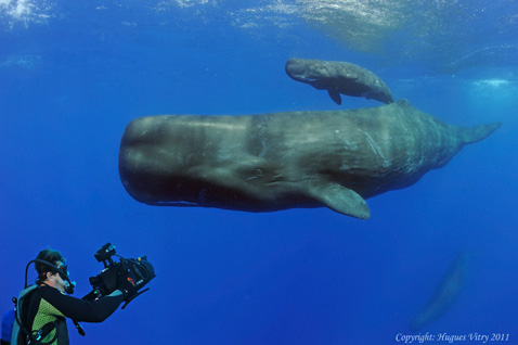 whales in mauritius