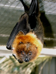 mauritius flying fox