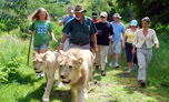 marche avec les lions