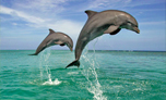 swim with dolphin mauritius